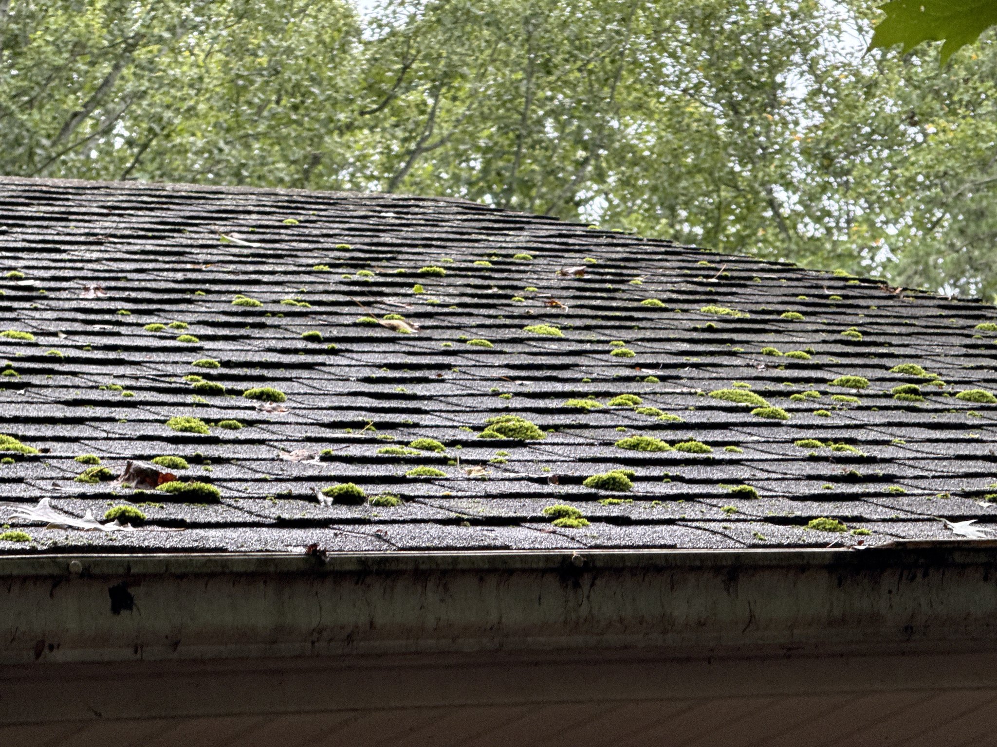 Thick moss clumps lifting shingle edges before roof cleaning in Moneta, VA